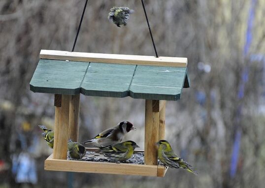 Vogelfutterhӓuser